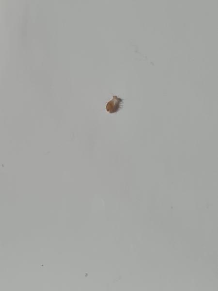 Pisivky, malé chrobáky v dome