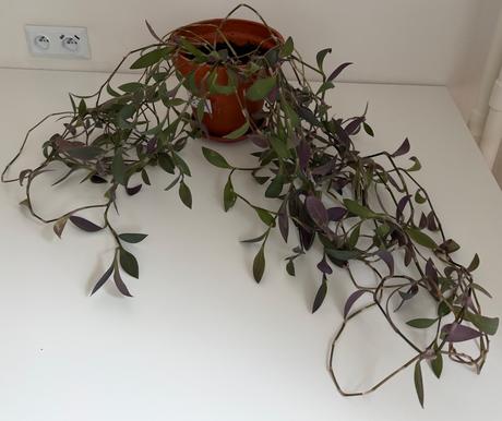 Predám izbovú rastlinu tradescantia č.33,