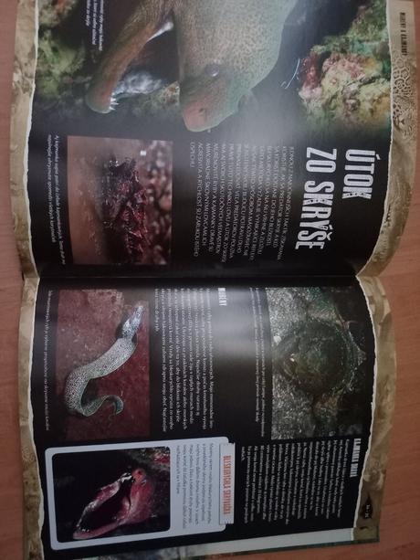 Predátory-páni divočiny, 