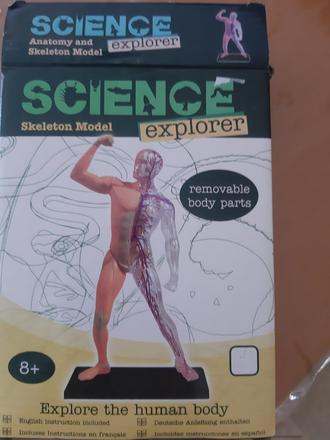 Skelet ľudského tela,