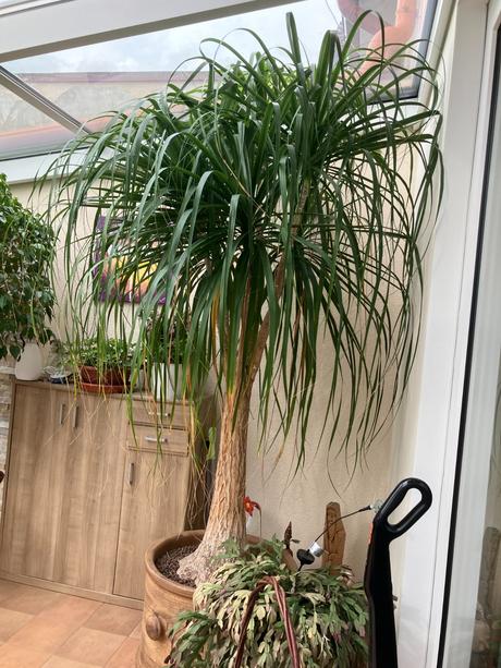 Nolina recurvata,