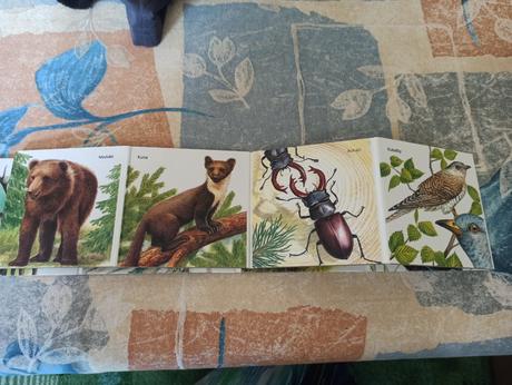 -leporelo, v lese, citana, 