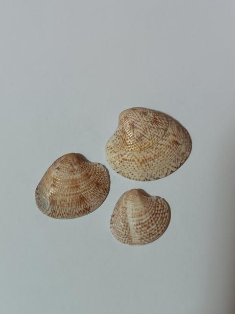 Dekoračné mušle, 