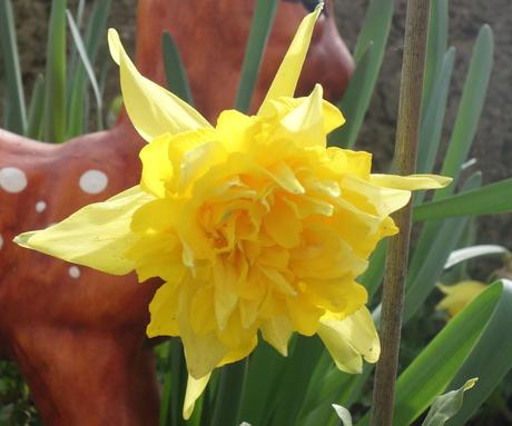 Narcis plnokvetý (10 ks/bal), 