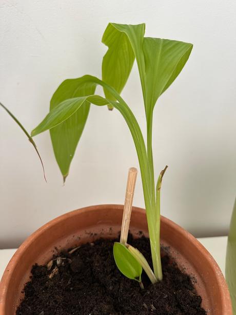 Strelitzia reginae č.12 za 5eur, 