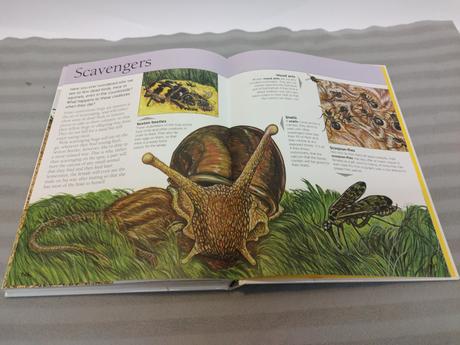 Bugs the encyclopedia of creepy-crawlies sp23, 