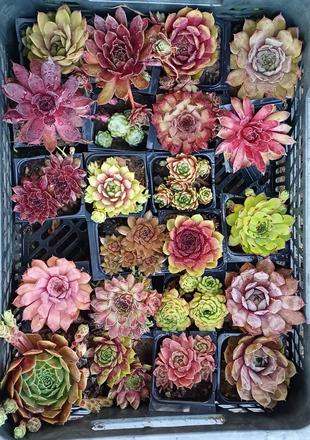 Ružové skalné ruže,