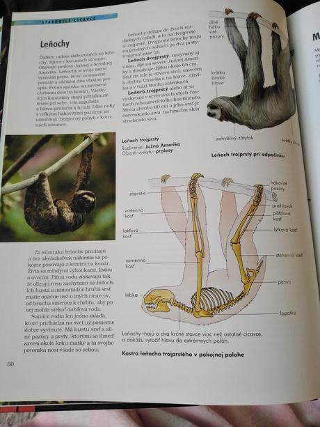 Cicavce, 