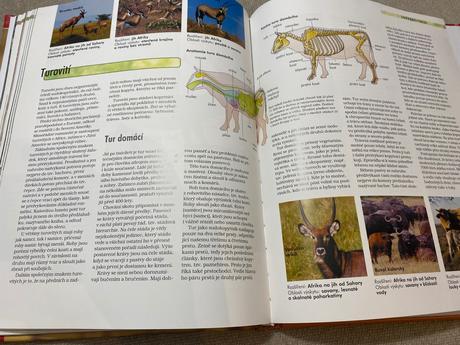 Savci vědomosti v kostce anatomie chování oblasti, 