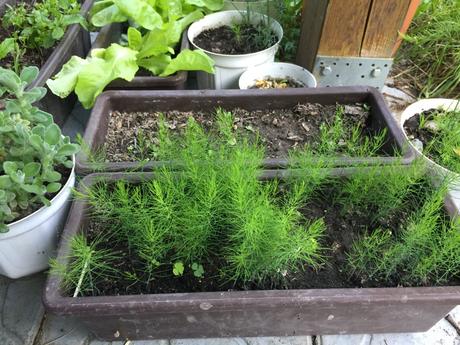 Špargľa lekárska  - asparagus  semena 40ks, 