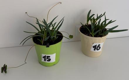 2 x aloe arborescens č.15 a 16,