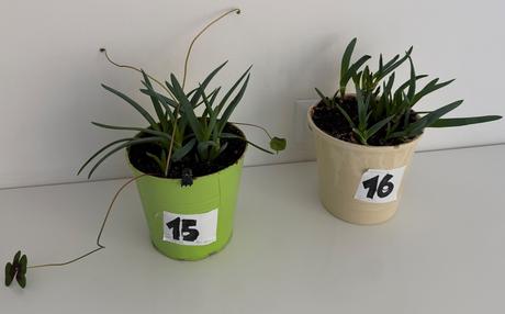 2 x aloe arborescens č.15 a 16,