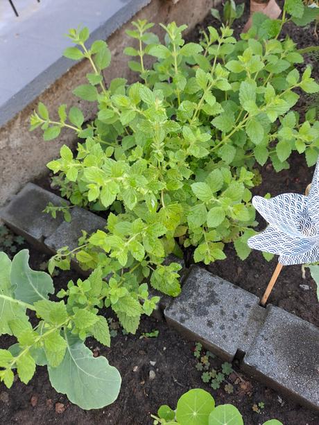 Sadeničky okrasnych kvetov,, 