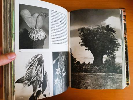 Veľky obrazový atlas rastlín (1980), 