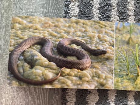 Pri vodičke, na vode /leporelo-prvé vyd.1989, 