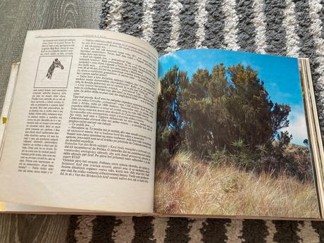 Lev nie je kráľom zvierat-prvé vyd.1981, 