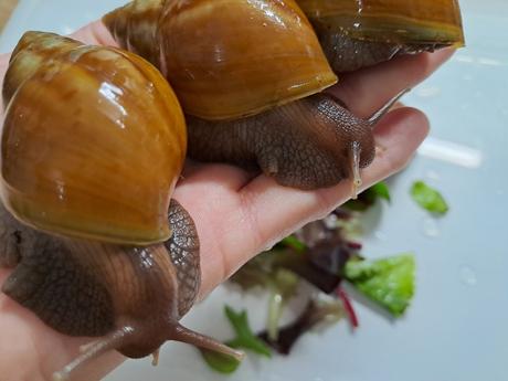 Africký slimák lissachatina fulica caramel, 