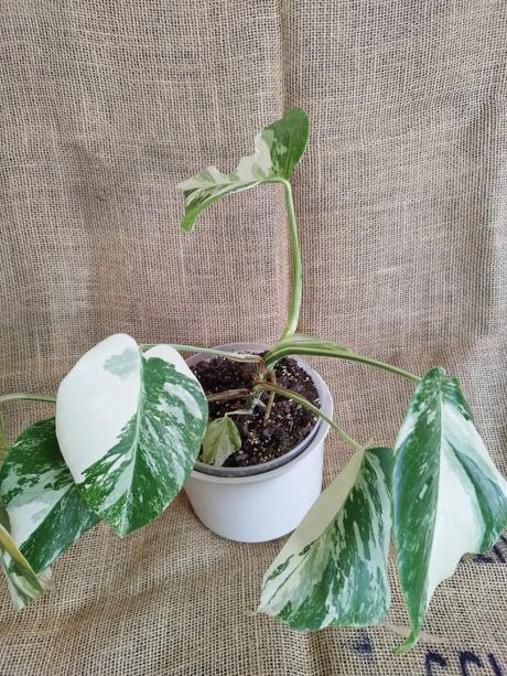 Monstera albo, 