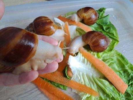 Africké slimáčiky  lissachatina fulica fulica albi, 