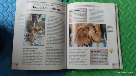 Dogue de bordeax dog guide,