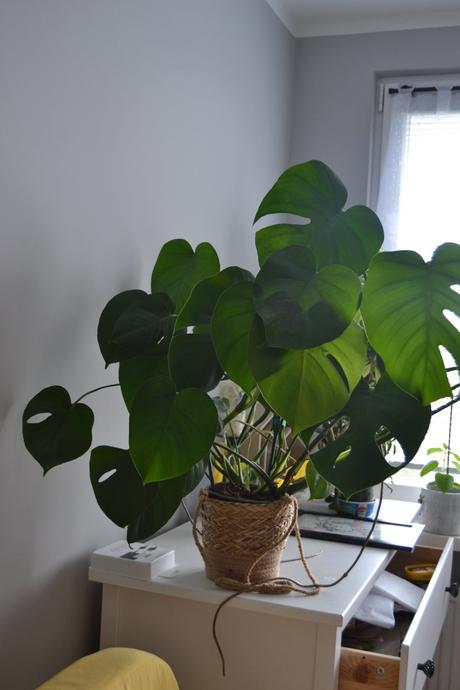 Nádherná, hustá monstera deliciosa hľadá nový do,