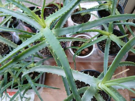 Aloe stromovitá - aloe arborescens, 