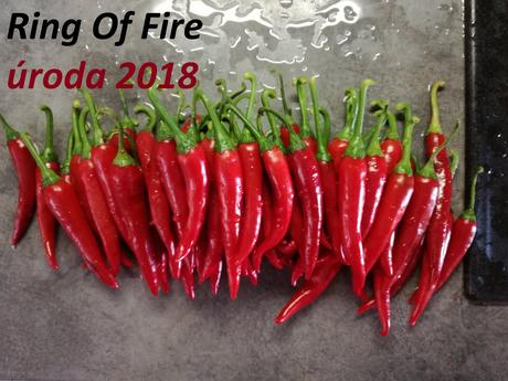 Semená čili/chilli papričiek, 