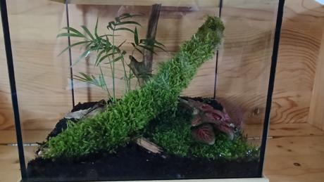 Rastlinné terárium florárium, 