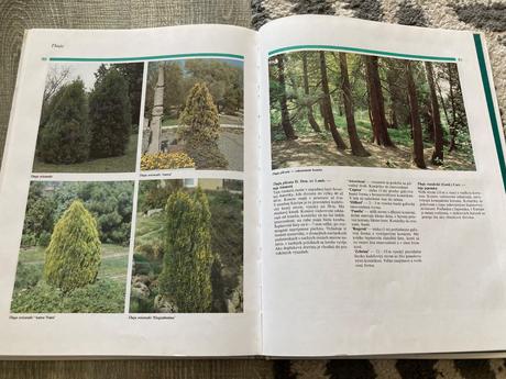 Všetko o ihličnanoch (2001),