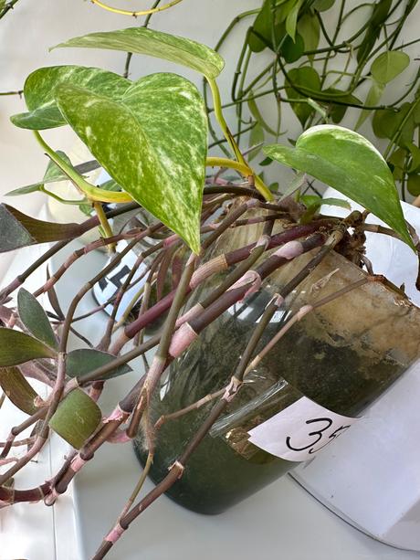 Predám rastlinu tradescantia č.35,