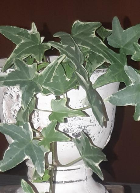 Hedera-brečtan popinavý 2,50e, 