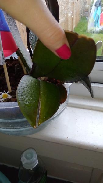 Na orchidei mi schnú konce listov