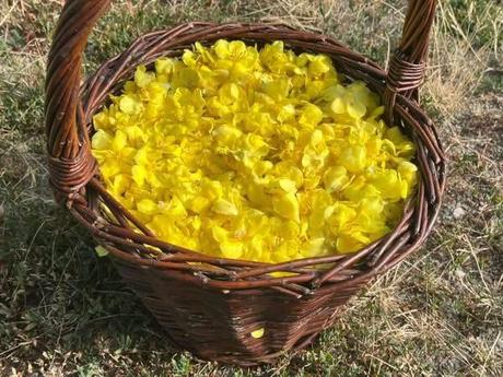 Sirup na kašeľ skorocel +divozel, 