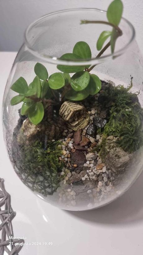 Rastlinnee terarium zahradka v skle,