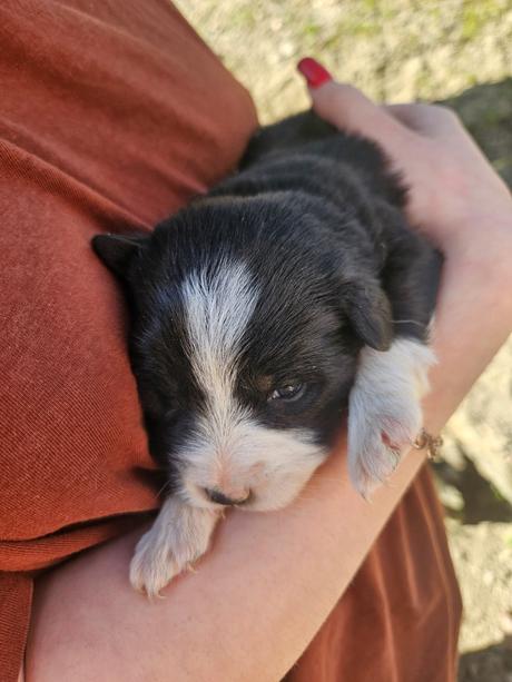 Darovanie šteniatok, 