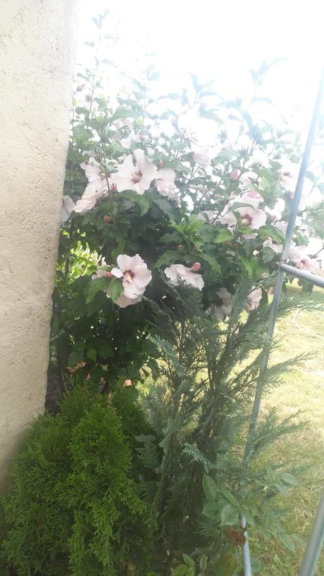 Semienka ibišteka ružového, 