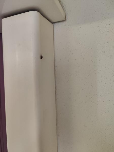 Je to ploštica v útlej fáze?