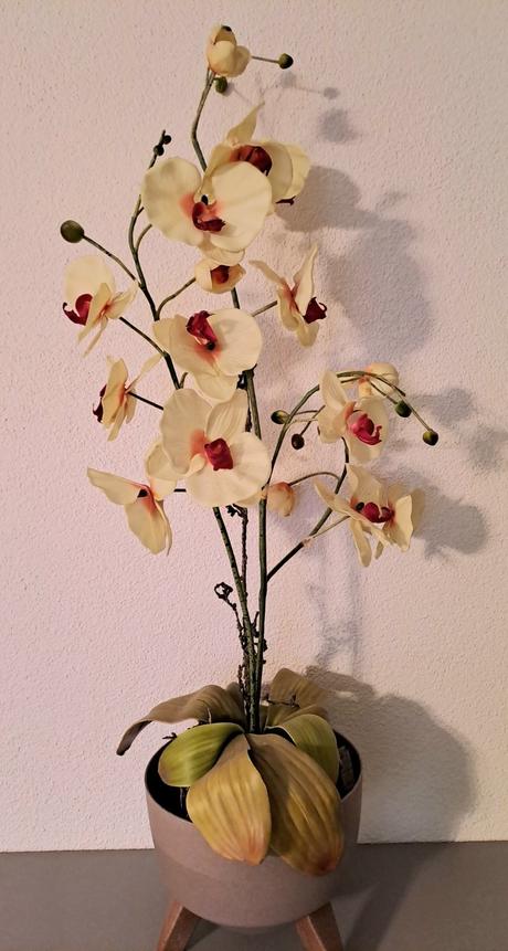 Krásna umelá orchidea, 