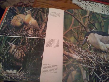 Kniha o zvieratkách, 