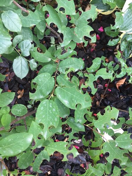 Čo mi obžiera muchovník?