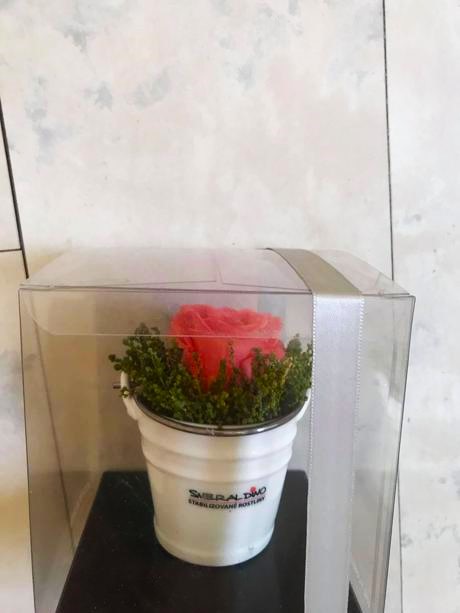 Darčekový trvácny kvet smeral dino,