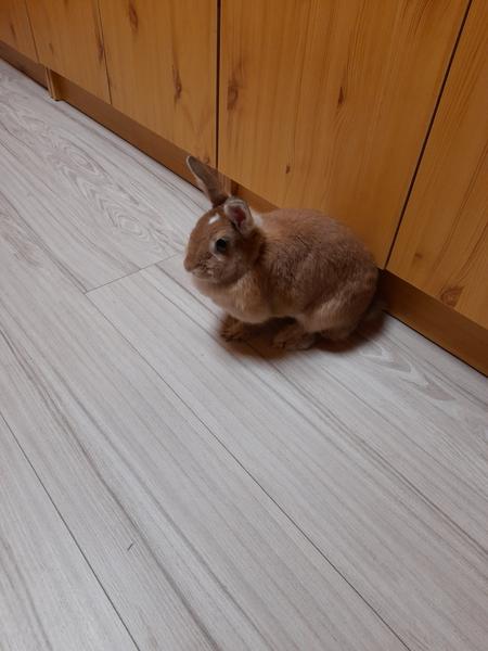 Darujem zajačika - Štúrovo a okolie