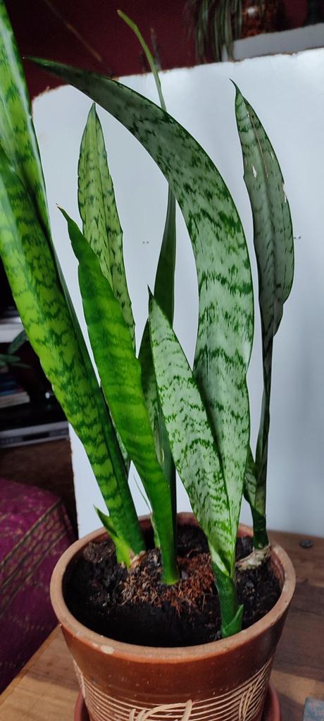 Sansevieria, 
