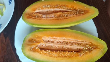 Predám semená banana melon,