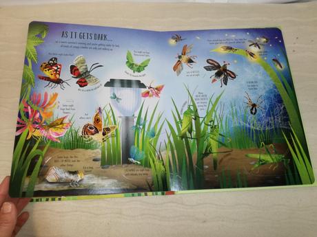Usborne lift the flap bugs & butterfies  nau19, 