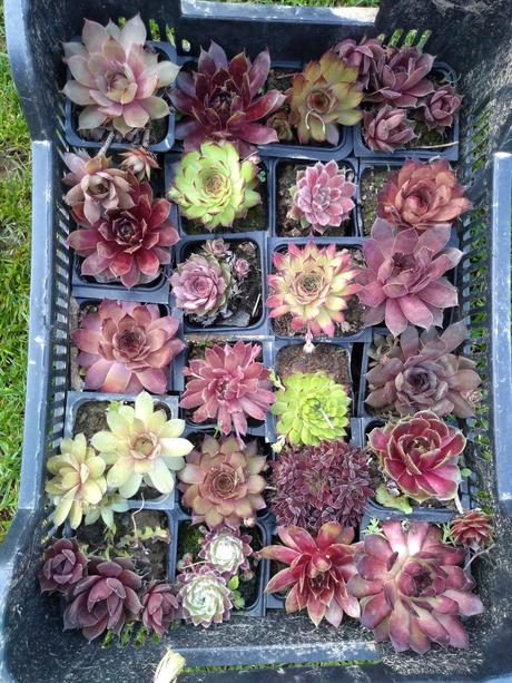 Ružové skalné ruže,