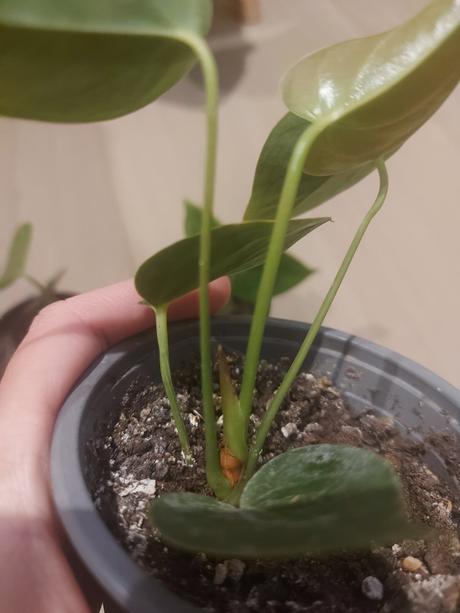 Anturia červená- okrasný kvet -anthurium andreanum,