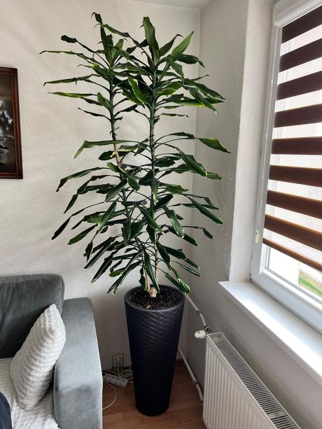 Dracaena fragrans, 