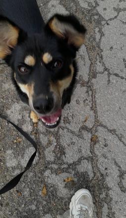 Stráženie zvierat, 