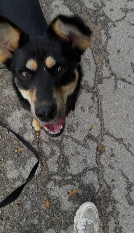 Stráženie zvierat,